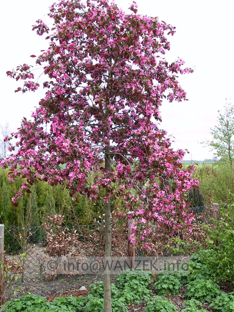 Malus Rudolph 02 knospige Bluete.jpg